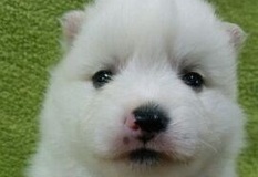 日本スピッツ | 純白で性格の穏やかな日本スピッツの子犬です。