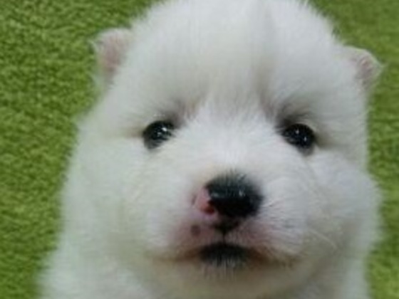 日本スピッツ 純白で性格の穏やかな日本スピッツの子犬です 015 Rx