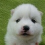 日本スピッツ | 純白で性格の穏やかな日本スピッツの子犬です。 | 160229-015-RX 1