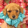 トイプードル | 8月30日うまれ　アプリコット、モコモコフワフワのかわいい子犬です。 | 161118-033-HP 2