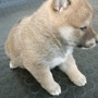 柴犬 | 小さくて可愛い男の子です！ | 170314-002-WB 2
