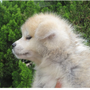 秋田犬 | 母犬：日本一・遺伝子検査クリア（父犬） | 220407-012-WG 2