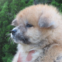 秋田犬 | 可愛い男の子・遺伝子検査クリア（父犬） | 220422-017-RC 2