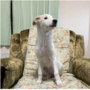 ボルゾイ | 優しい色の可愛い子パパは映画出演犬です。 | 220530-017-OK 2