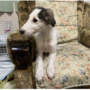 ボルゾイ | 綺麗な色の可愛い子パパは映画出演犬です。 | 220530-018-GD 2