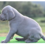 ワイマラナー | 骨量豊で性格温厚な家庭犬として飼いやすい | 220929-002-NP 2