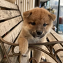 柴犬 | イケメン | 240905-001-YA 2