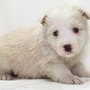 ボーダー・コリー | 良質なボーダーの子犬が産まれました | 150413-000006-FSJVIQ 2