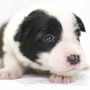 ボーダー・コリー | 良質なボーダーの子犬が産まれました | 150413-000008-ZRRCLY 2