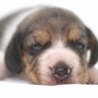 ビーグル | １３インチの良質なビーグルの子犬が産まれました！ | 150904-000001-RTEAWX 2