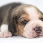 ビーグル | １３インチの良質なビーグルの子犬が産まれました！ | 150904-000002-EQJCON 2