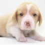 ビーグル | １３インチの良質なビーグルの子犬が産まれました！ | 150904-000003-TXGRDP 2