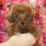 トイプードル | お目メ ぱっちり、小柄な男の子です。かわいい子犬です。 | 151024-000050-MAMGUG 2