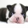 ボストン・テリア | 小粒で元気なボストンテリアの子犬が生まれました！ | 151127-000008-VTZGXK 2