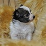 パピヨン | リンちゃんの子犬 とても小さくて愛らしい子。元気いっぱいです！ | 151205-000005-ELOATV 2