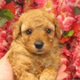 トイプードル | 8月30日うまれ　アプリコット、モコモコフワフワのかわいい子犬です。 | 161118-033-HP 3