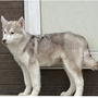 シベリアン・ハスキー | 輸入犬直子 綺麗なレッドイケメンの男の子 | 220119-008-LJ 3