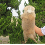 秋田犬 | 母犬：日本一・遺伝子検査クリア（父犬） | 220407-012-WG 3