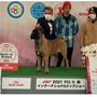 イタリアン・コルソ・ドッグ | 日本にはなかなか見ない色 | 220414-015-DZ 3