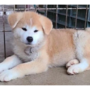 秋田犬 | 可愛い男の子・遺伝子検査クリア（父犬）	 | 220422-014-EO 3