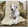 ボルゾイ | 優しい色の可愛い子パパは映画出演犬です。 | 220530-017-OK 3