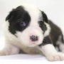 ボーダー・コリー | 良質なボーダーの子犬が産まれました | 150413-000008-ZRRCLY 3