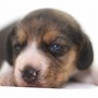 ビーグル | １３インチの良質なビーグルの子犬が産まれました！ | 150904-000001-RTEAWX 3