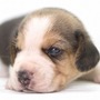 ビーグル | １３インチの良質なビーグルの子犬が産まれました！ | 150904-000002-EQJCON 3