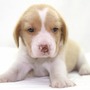 ビーグル | １３インチの良質なビーグルの子犬が産まれました！ | 150904-000003-TXGRDP 3