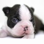 ボストン・テリア | 小粒で元気なボストンテリアの子犬が生まれました！ | 151127-000008-VTZGXK 3