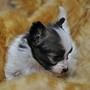 パピヨン | リンちゃんの子犬 とても小さくて愛らしい子。元気いっぱいです！ | 151205-000005-ELOATV 3