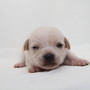 チワワ | 毛並のキレイな愛らしい子犬です。 | 140825-000001 4
