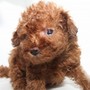 トイプードル | 可愛らしいレッドのトイプードルの子犬です。 | 140902-000010 4