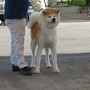 秋田犬 | 父犬：支部展一席３回、特優２回受賞　母犬：日本一 | 210827-001-MH 4