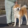 秋田犬 | 半カラーが魅力の女の子 | 210827-005-EV 4