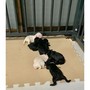 スタンダードプードル | 素晴らしい血統の仔犬が誕生しました！ | 211004-007-VA 4