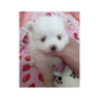 ポメラニアン | ホワイト専門犬舎の素晴らしいホワイトの女の子♥️ | 211221-012-UZ 4