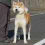 秋田犬 | ハイグレードの女の子・遺伝子検査クリア（父犬） | 220202-005-TU 4