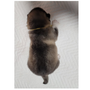 アラスカン・マラミュート | 両親輸入犬から産まれたとても良質なマラミュートです | 220304-009-NS 4