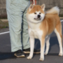 秋田犬 | 母犬：日本一・遺伝子検査クリア（父犬） | 220407-011-CC 4