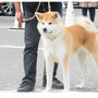 秋田犬 | 可愛い男の子・遺伝子検査クリア（父犬）	 | 220422-014-EO 4