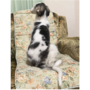 ボルゾイ | 綺麗な色の可愛い子パパは映画出演犬です。 | 220530-019-CH 4