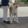 秋田犬 | 可愛い女の子 | 221021-004-DI 4
