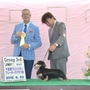 ミニチュアダックスフンド（ロング） | ダックスフンド専門！父犬JKCチャンピオン！ | 240621-006-JW 4