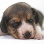 ビーグル | １３インチの良質なビーグルの子犬が産まれました！ | 150904-000001-RTEAWX 4