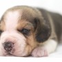 ビーグル | １３インチの良質なビーグルの子犬が産まれました！ | 150904-000002-EQJCON 4