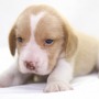 ビーグル | １３インチの良質なビーグルの子犬が産まれました！ | 150904-000003-TXGRDP 4