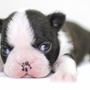 ボストン・テリア | 小粒で元気なボストンテリアの子犬が生まれました！ | 151127-000008-VTZGXK 4
