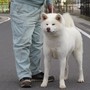 秋田犬 | 父犬：支部展一席３回、特優２回受賞　母犬：日本一 | 210827-001-MH 5