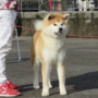 秋田犬 | ハイグレードの女の子・遺伝子検査クリア（父犬） | 220202-005-TU 5
